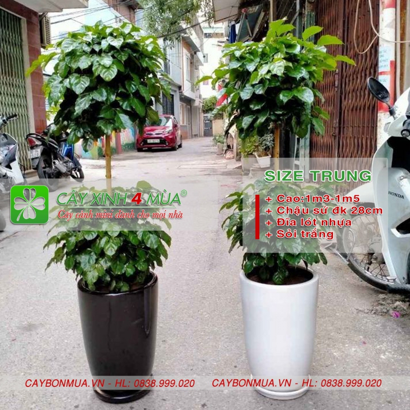 [ CHỌN SIZE] Cây hạnh phúc hai tầng.